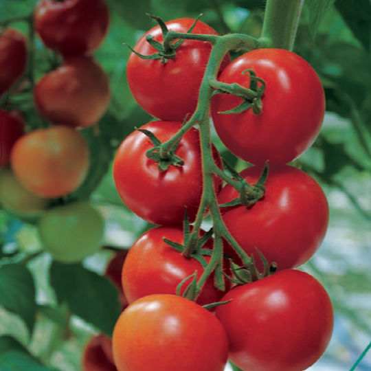 Big tomato company voucher Ocado is the grocery shop of the 21st Century. Not only was it founded at the start of the new millennium but it's Britain's first online supermarket without a corresponding chain of stores and the world's largest dedicated online grocery retailer.